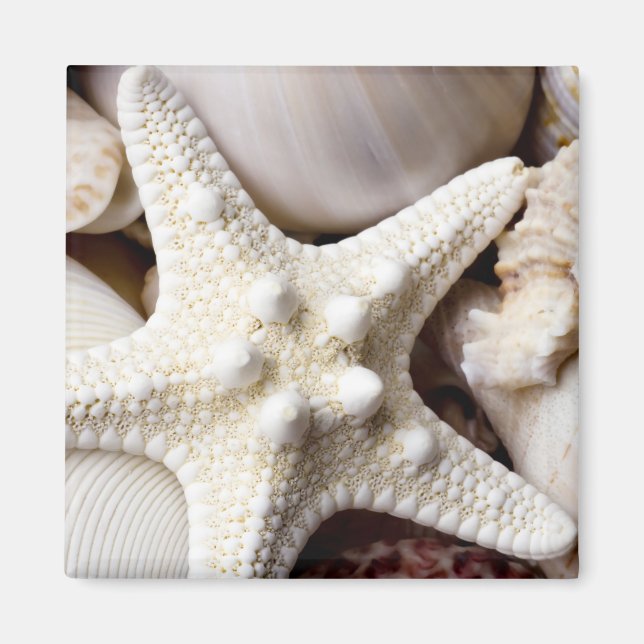 Íman Fundo de Starfish do Sea Shell - Prateleiras (Frente)
