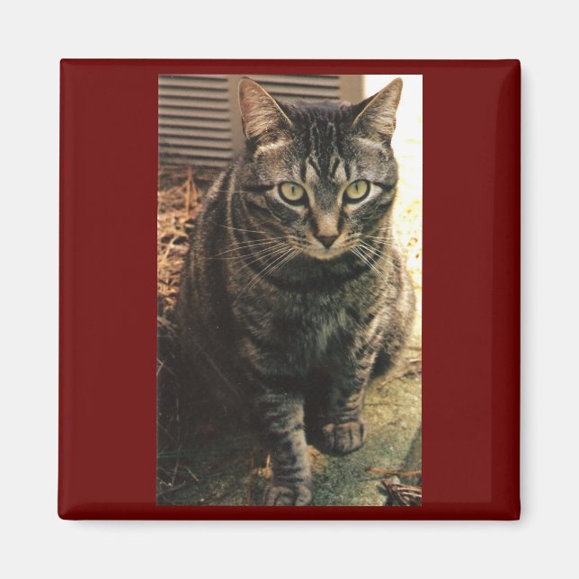 Íman Fundo Tabby Cat Magnet Maroon (Frente)