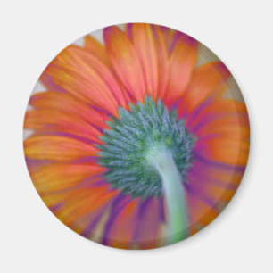 Íman Funky Gerbera