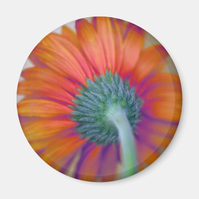Íman Funky Gerbera (Frente)