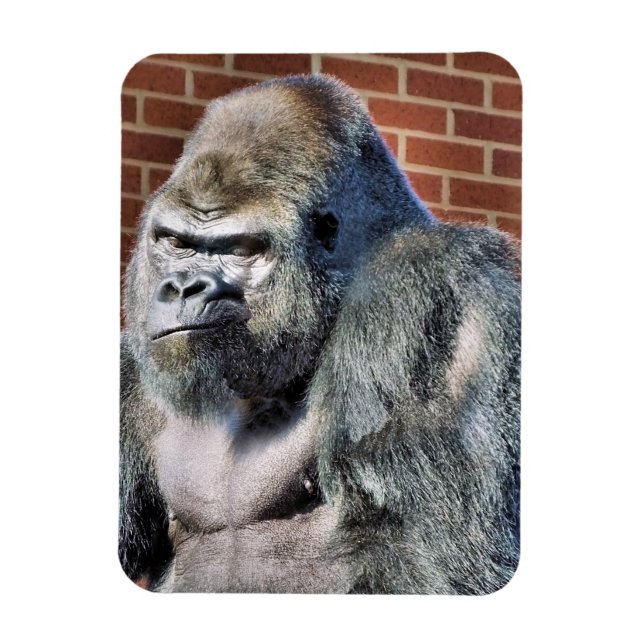 ÍMAN  FUNNY GORILLA (Vertical)