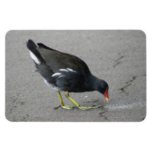 Íman Funny Moorhen Pegue um Arco Premium Magnet