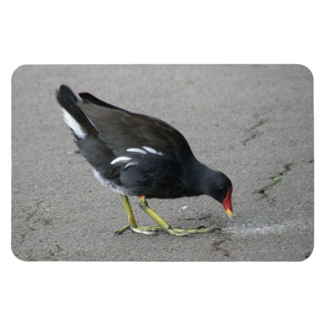 Íman Funny Moorhen Pegue um Arco Premium Magnet (Horizontal)