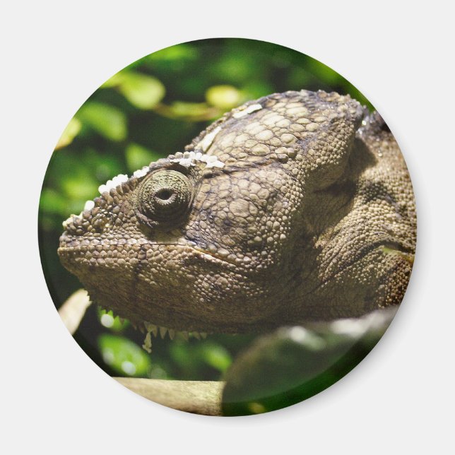 Íman Furcifer oustaleti (Frente)