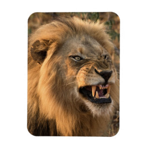 Íman Furioso Frigorífico do LION Magnet, seu modelo de