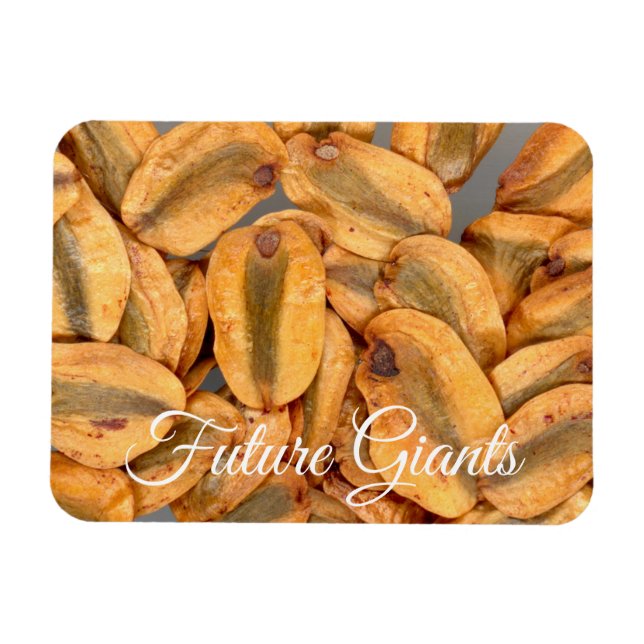 Íman Futuros Gigantes, Sementes de Sequoias Gigantes (Horizontal)