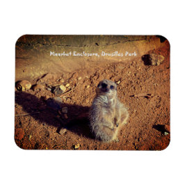Íman Gabinete Meerkat, Parque Drusillas