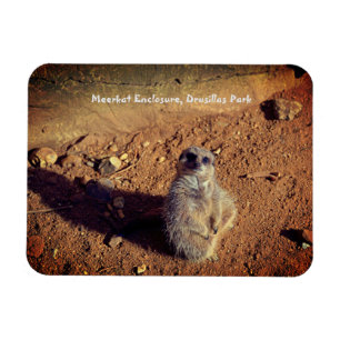 Íman Gabinete Meerkat, Parque Drusillas