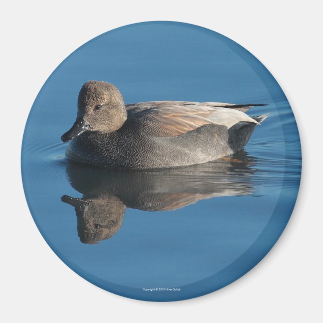 Íman Gadwall Magnet (Frente)