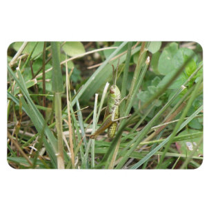 Íman Gafanhoto (Grafopper Camouflage Premium Magnet)