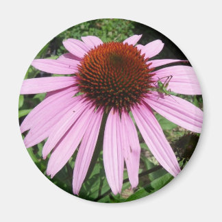 Íman Gafanhoto numa Flor Roxo