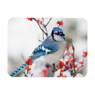 Íman Gaio-azul em Ilex-verticilada