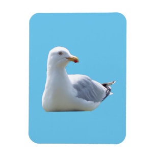 Íman Gaivota Adorável Descansando Calmo Céu Azul Costei