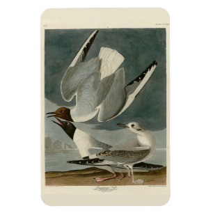 Íman Gaivota Bonapartiana das Aves da América de Audubo