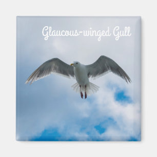 Íman gaivota Glaucous-voada