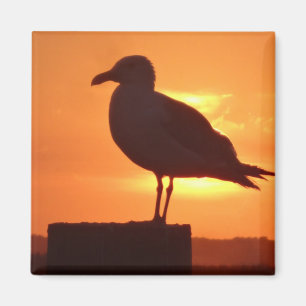 Íman Gaivota marítima ao pôr do sol