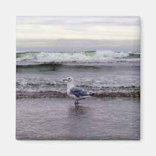 Íman Gaivota no ímã do oceano