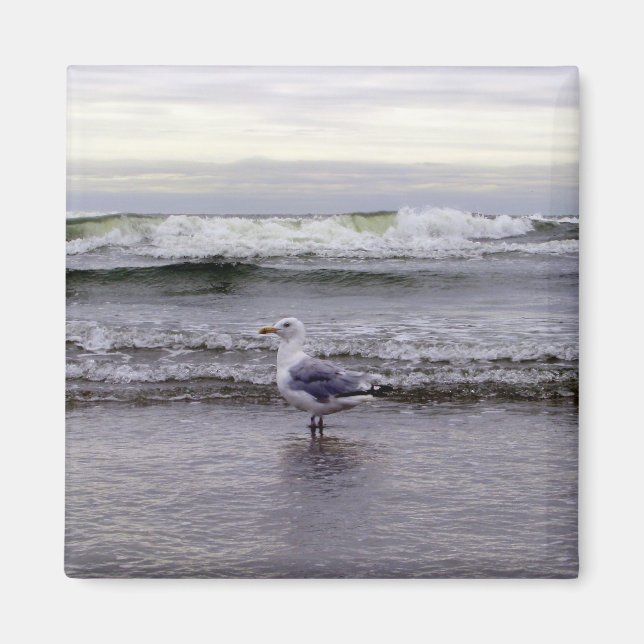 Íman Gaivota no ímã oceânico (Frente)