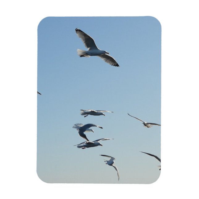Íman Gaivotas Elegantes Voando Altos No Céu Azul Costei (Vertical)