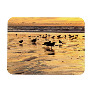 Íman Gaivotas na Praia ao Pôr do Sol