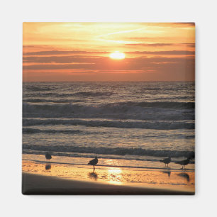 Íman Gaivotas pelo mar ao pôr do sol