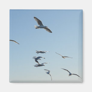 Íman Gaivotas Planando em Liberdade Voando Céu Azul Cos