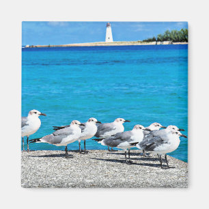 Íman Gaivotas, praia arenosa, Nassau, Bahamas
