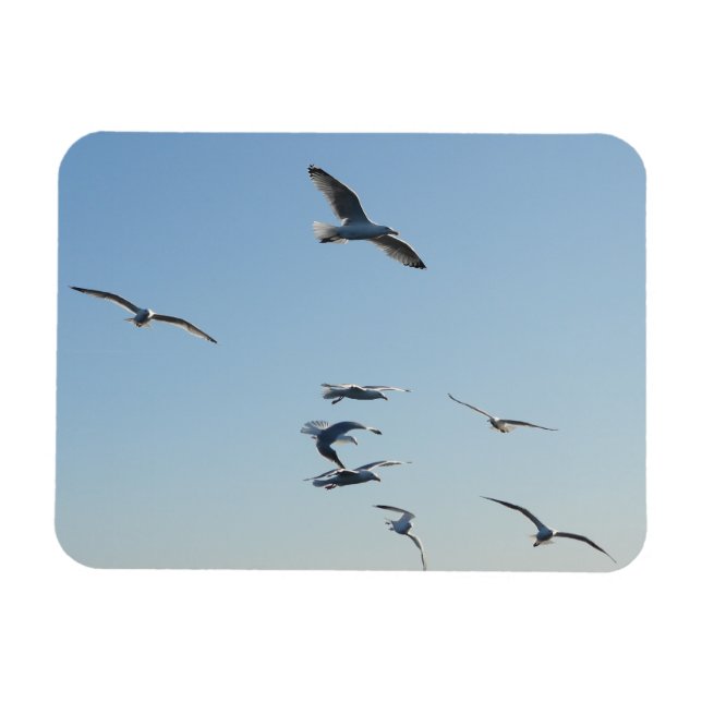 Íman Gaivotas Voando Altos Com Céu Azul Relaxante (Horizontal)