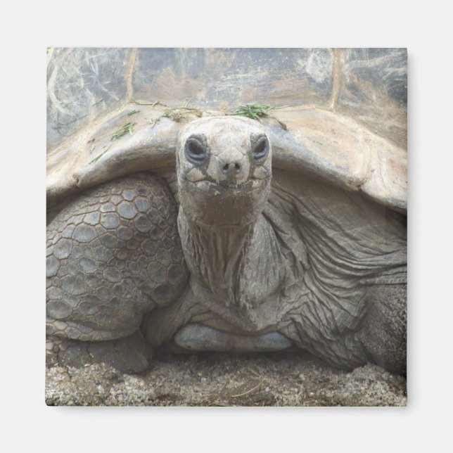 Íman Galápagos Tortoise (Frente)