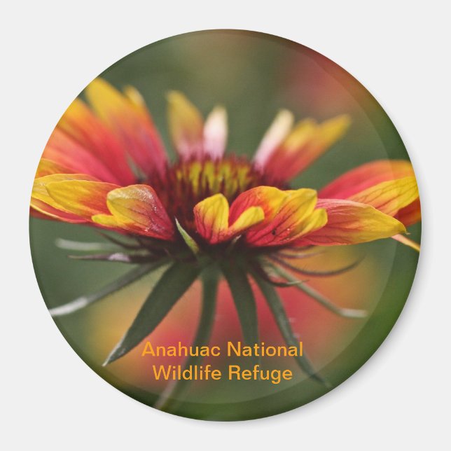 Íman Galardia (Frente)