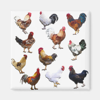 Íman Galeria de galinha colorida