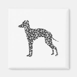Íman Galgo italiano
