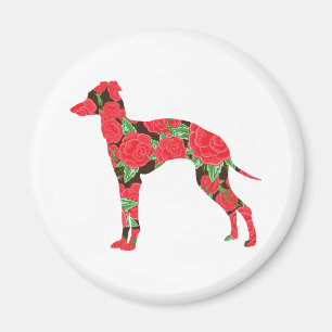 Íman Galgo italiano