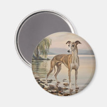 Galgo Italiano