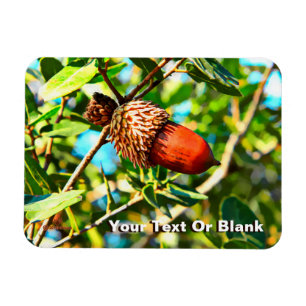 Íman Galilee Acorn