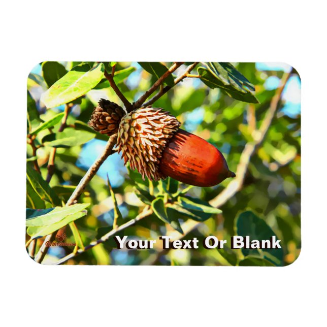 Íman Galilee Acorn (Horizontal)