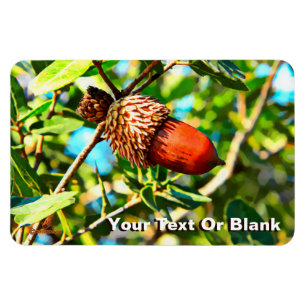 Íman Galilee Acorn