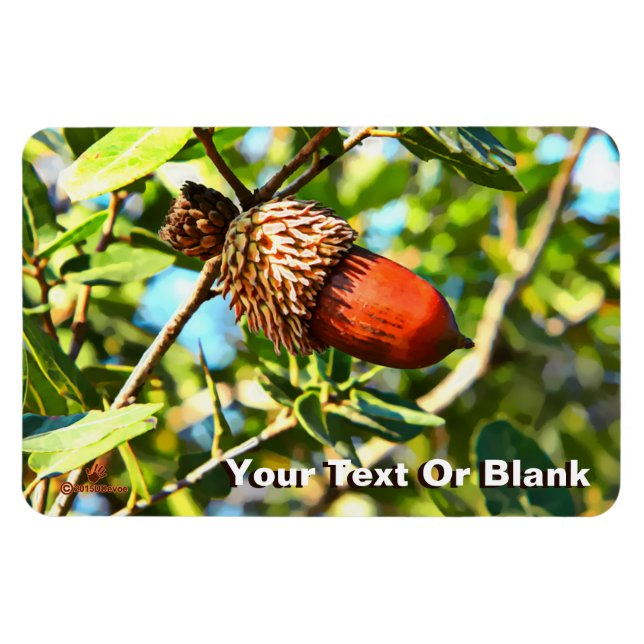 Íman Galilee Acorn (Horizontal)
