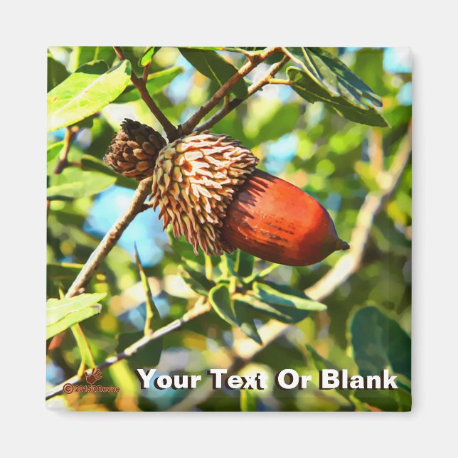 Íman Galilee Acorn (Frente)