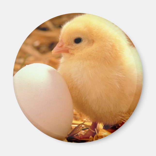 Íman galinha (Frente)