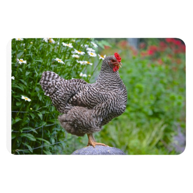 Íman Galinha (Horizontal)