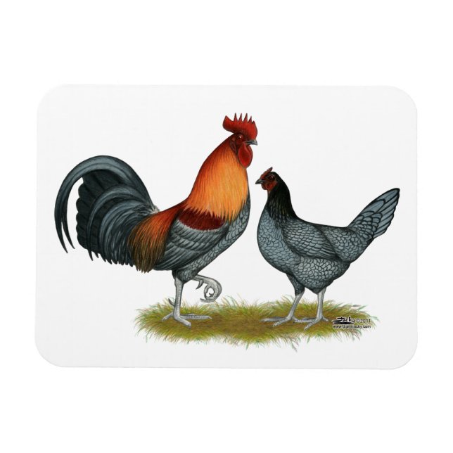 Íman Galinha Azul de Delaware (Horizontal)