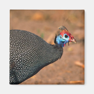 Íman Galinha-d'angola (Numida meleagris). África,