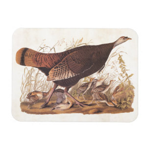 Íman Galinha e pintinhos selvagens de Audubon turquia