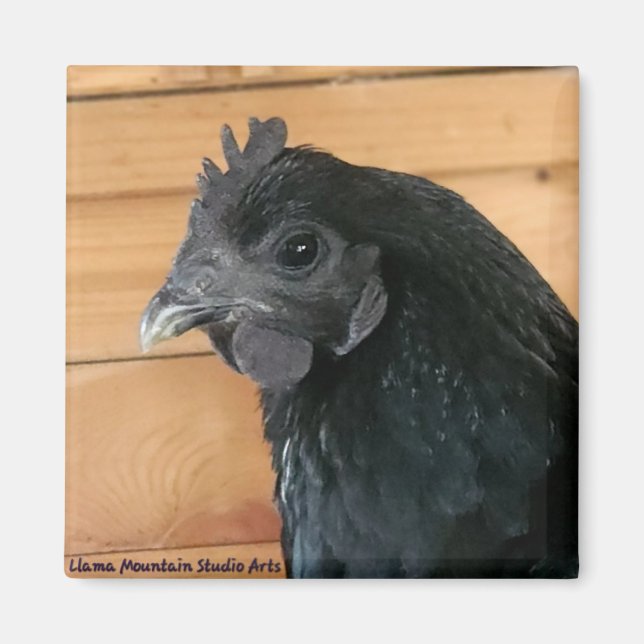 Íman Galinha Magneta #3 sulista (Frente)