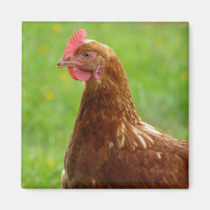 Íman Galinha poedeira Rhode - galinha do vermelho da