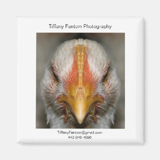 Íman Galinha Promo Piece