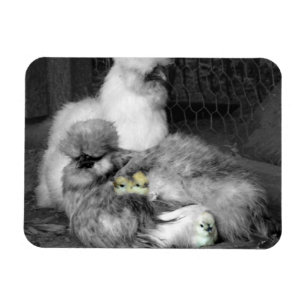 Íman Galinhas de Silkie Pretas e Brancas com Pintinhos 