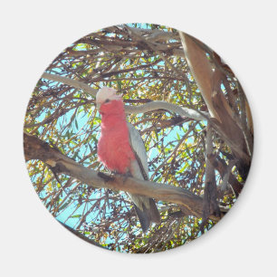 Íman gallah selvagem