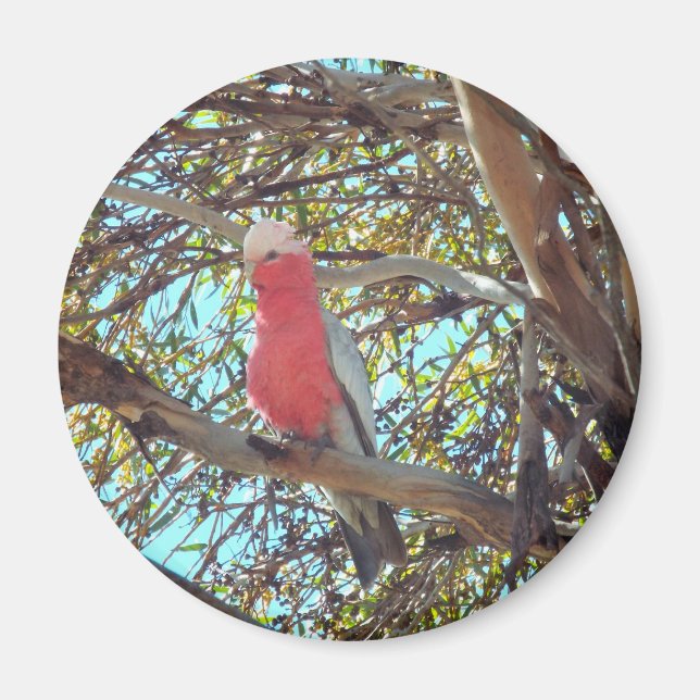 Íman gallah selvagem (Frente)